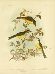 Rouge-gorge à poitrine jaune ou Rouge-gorge oriental, 1891